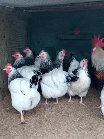 Image 2 of Large Fowl Utility Light Sussex Hatching Eggs For Sale