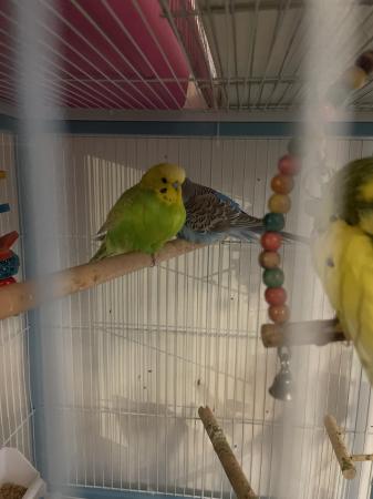 Image 4 of Budgies for sale have a few left £20 each collection Bedford