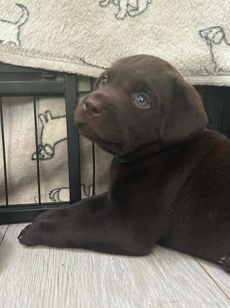 Image 10 of KC registered Health Tested Chocolate Labradors Puppies