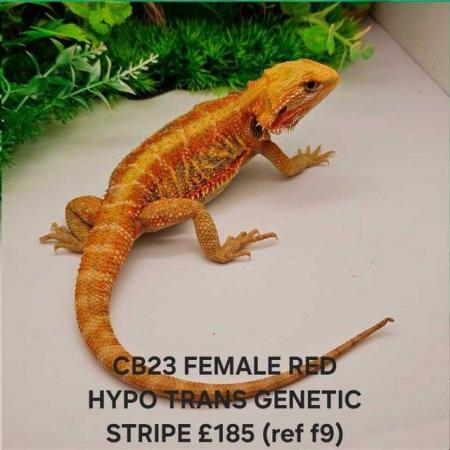 Image 3 of Lots of bearded dragon morphs available