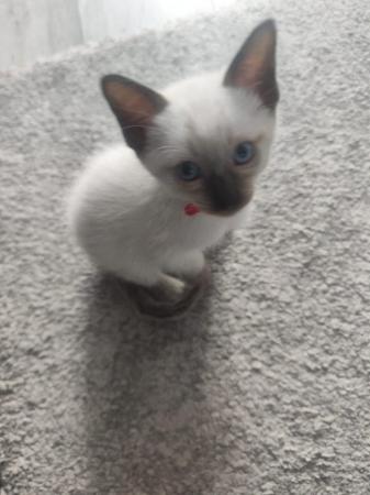 Image 23 of 5 Male Siamese kittens for sale - 2 LEFT - RED and GREEN