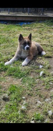 Image 8 of 1 male American inu akita puppy left for sale