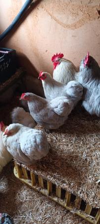 Image 1 of Lavender Pekin Bantam hens and cockerells