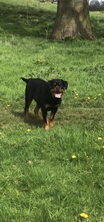 Image 5 of Female Rottweiler Puppy For sale