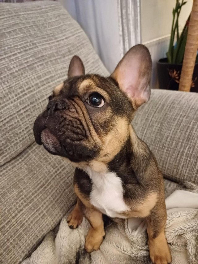 Preview of the first image of KC Registered Male French Bulldog (READY NOW!).