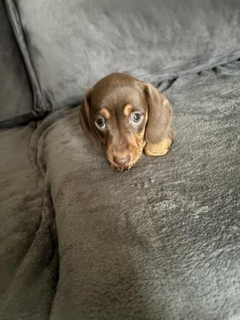 Image 9 of Mini dachshund chocolate pups
