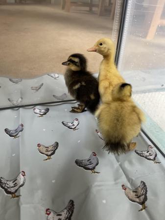 Image 2 of Ducklings for sale in Lancashire