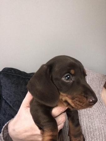 Image 1 of 7 week old Miniature smoothed hair dachshund