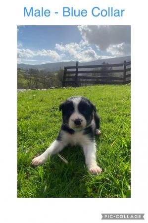 Image 10 of 7 border collie puppies for sale.will be microchiped