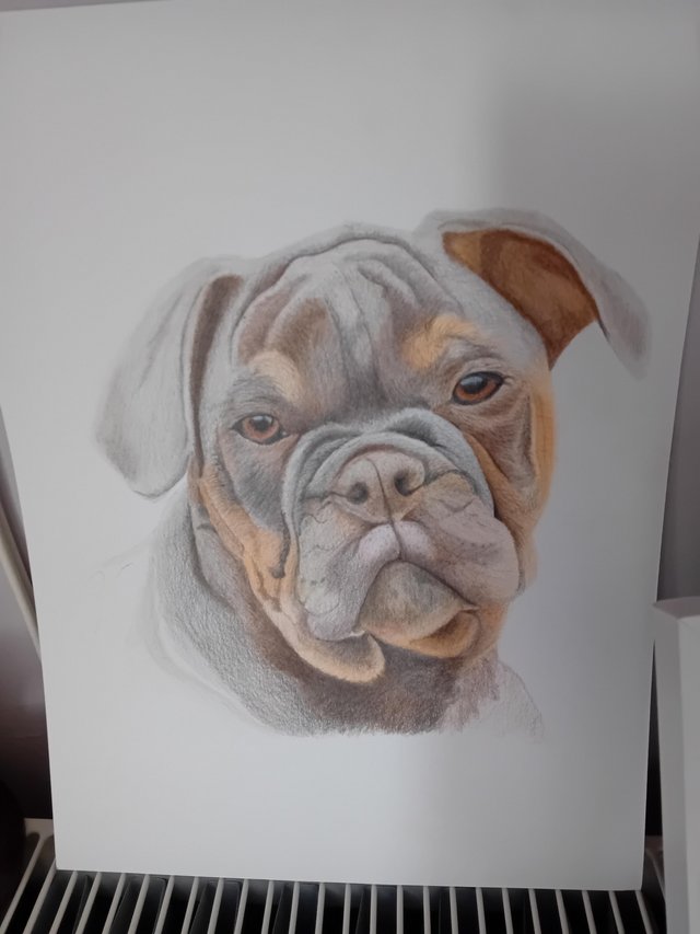 Preview of the first image of Hand Drawn Pet Portraits in pastel.