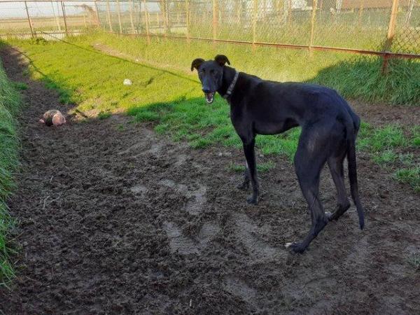 Image 1 of Lincolnshire Greyhound Trust greyhounds needing loving homes
