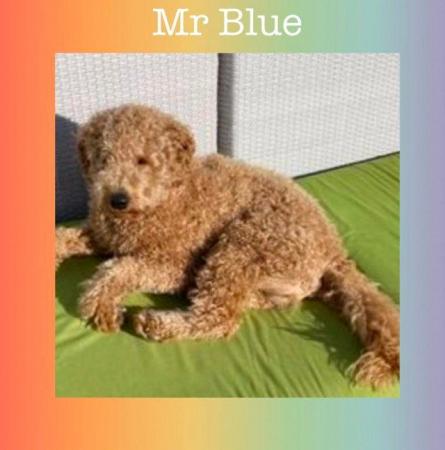 Image 11 of ££ REDUCED MULTI GENERATION MINIATURE LABRADOODLE DNA TESTED