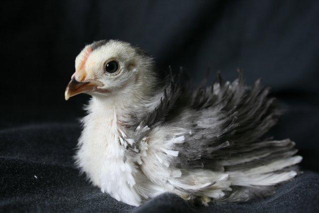 Image 3 of Frizzled Pekin chicks for sale