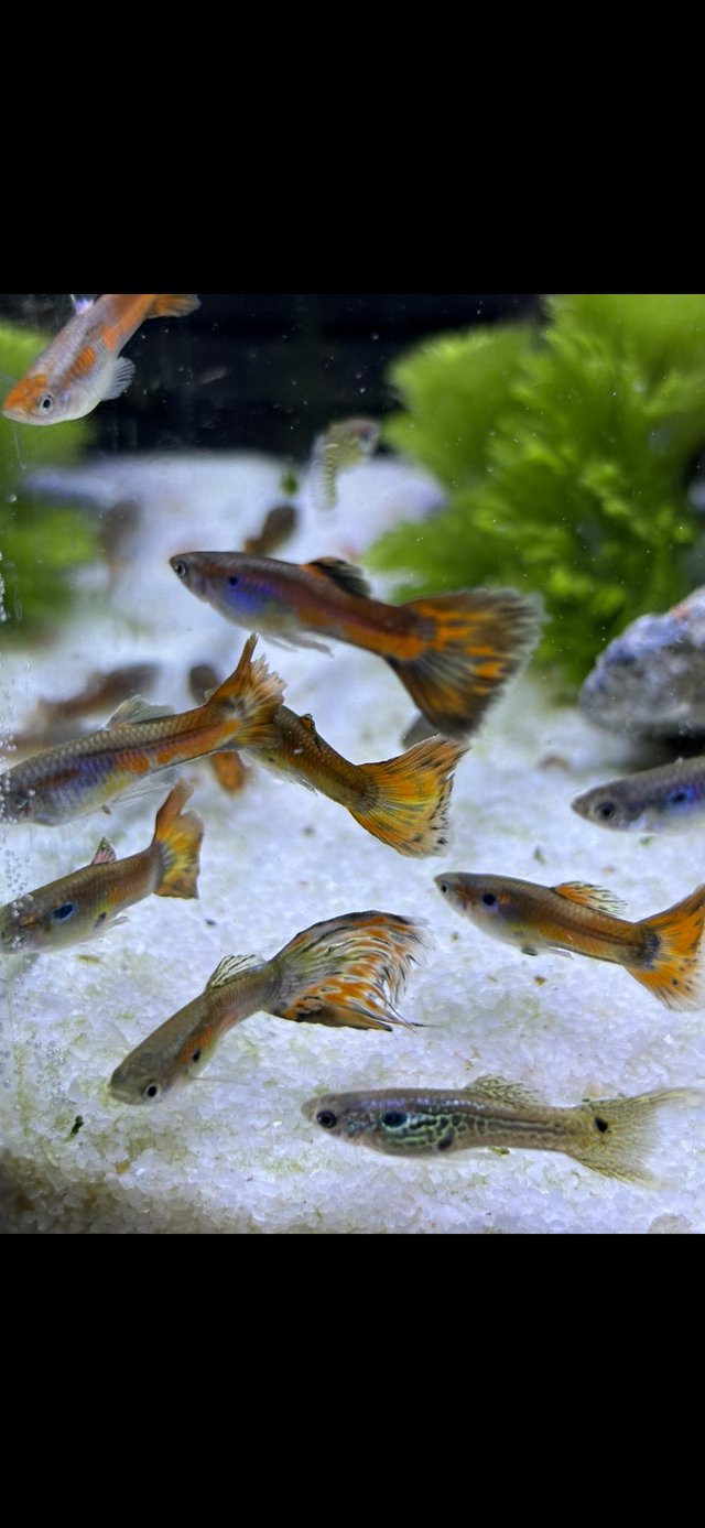 Preview of the first image of 15 x PREMIUM ORANGE DREAM ENDLER MALES (guppy) fry/juvenile.