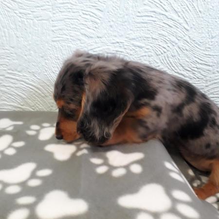 Image 4 of Long haired miniture dachshund pups.