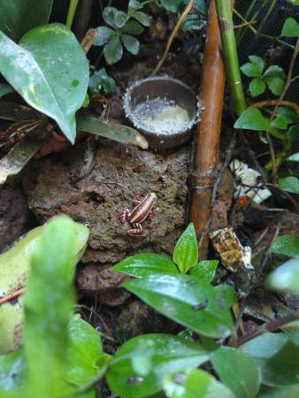 Image 2 of Poison dart frog tadpole (Santa Isabel)