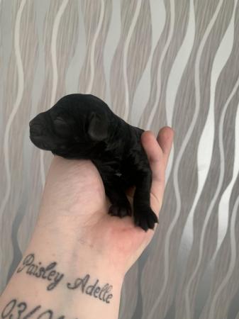 Image 2 of Stunning Five Star F2 Cockerpoo Pups - Or Sensible Offers