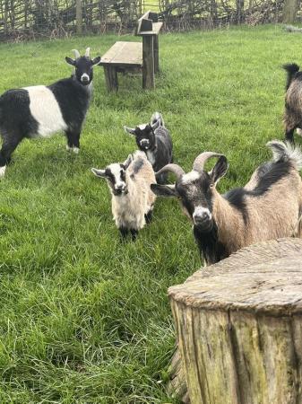 Image 3 of Pygmy goats ready to go in one week