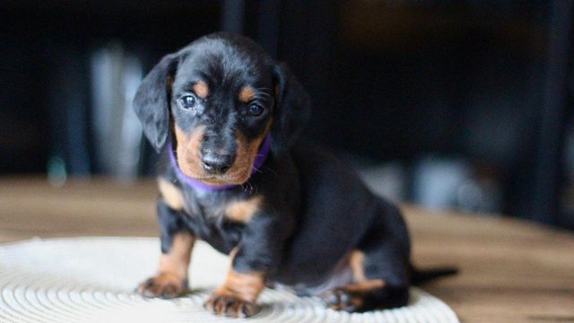 Image 13 of Strong and Healthy Dachshunds