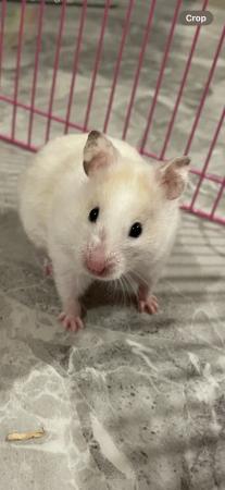 Image 1 of 3 youngSyrian hamsters ?? ????????????