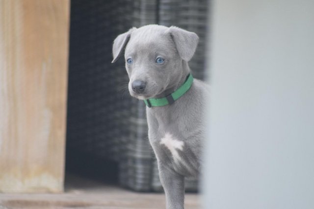 Image 15 of Stunning KC Whippet Pups For Sale