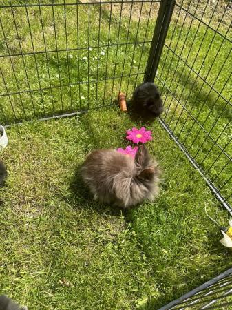 Image 4 of Pure Breed Lionhead Baby Rabbits