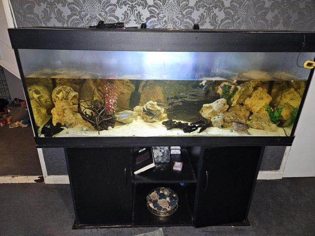 Preview of the first image of 5ft black fish tank with stand and everything else.