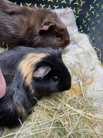 Image 1 of beautiful young male guinea pigs
