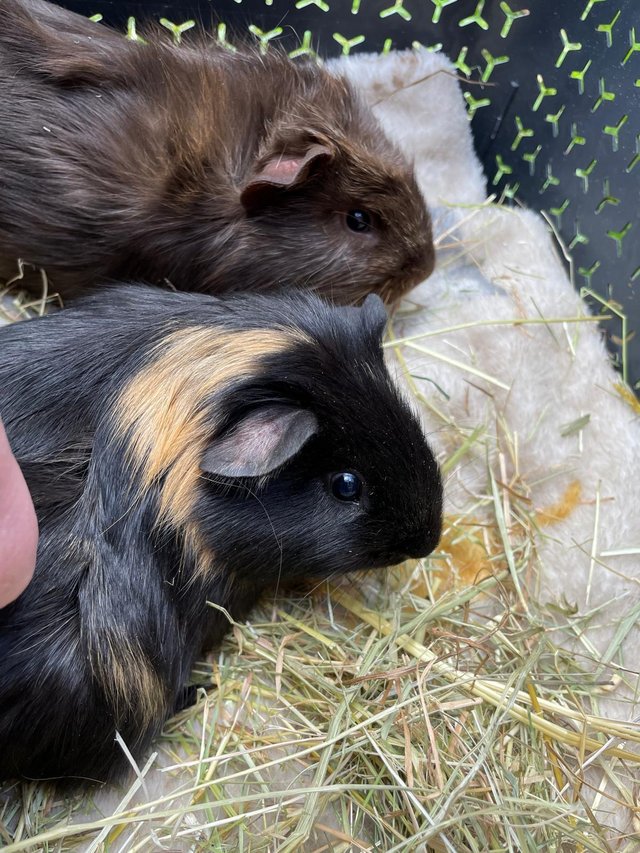 Preview of the first image of beautiful male guinea pigs.
