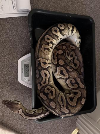 Image 4 of ball pythons male and female