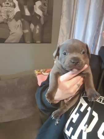 Image 4 of Blue kc Staffordshire bull terrier puppies