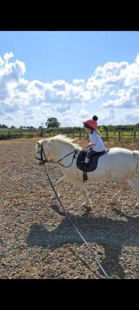 Image 2 of 11.2 absolutely amazing lead rein pony