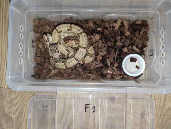 Image 6 of Baby Boas - tame and beautiful