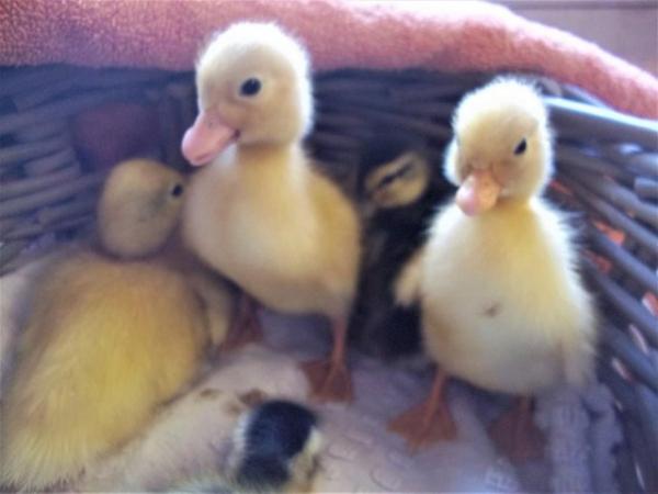 Image 11 of QUALITY CALL DUCK DUCKLINGS £12 EACH.15 AVAILABLE.