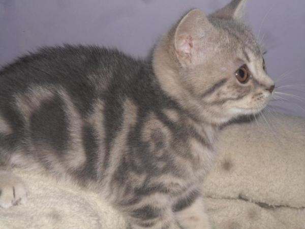 Image 1 of READY NOW - British Shorthair Blue Male Kitten