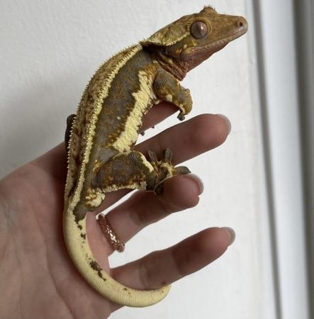 Image 5 of Friendly Hypo Lily White Crested Gecko for Sale