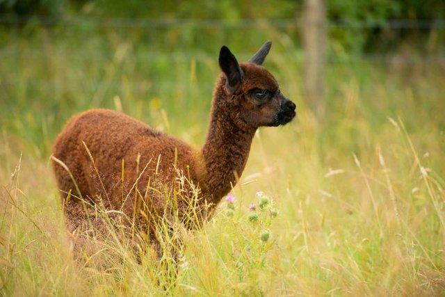 Image 3 of Beautiful Quality Alpacas for Sale
