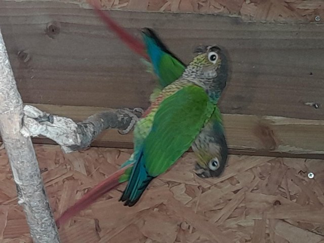 Preview of the first image of Beautiful feather perfect conures.