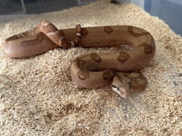 Image 2 of CB23 Hypo 66% het Blood/Kahl