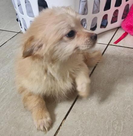 Image 11 of 3x Male Pomchi Puppies for Sale!