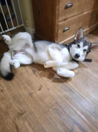 Image 1 of 8 month Husky X Malamute for sale