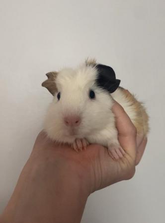 Image 5 of 8 week old male guinea pigs