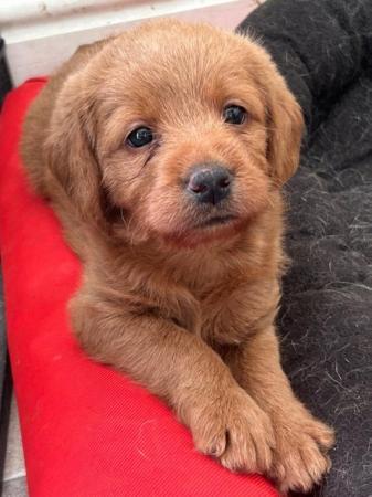 Image 7 of F1 miniature labradoodle puppies
