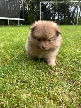 Image 6 of Ready now! Chocolate & sable Pomeranian puppies