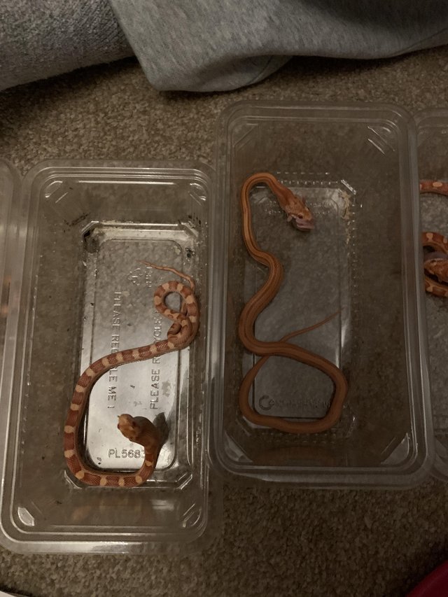 Preview of the first image of Het Palmetto & Tesserra baby corn snakes (see description).