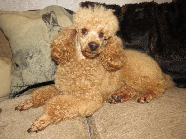 Image 56 of RED KC REG TOY POODLE FOR STUD ONLY! HEALTH TESTED