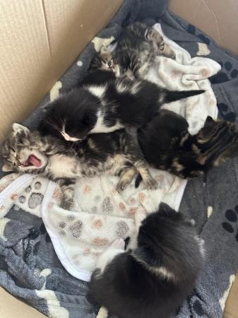 Image 1 of Kittens for sale ready 23rd may