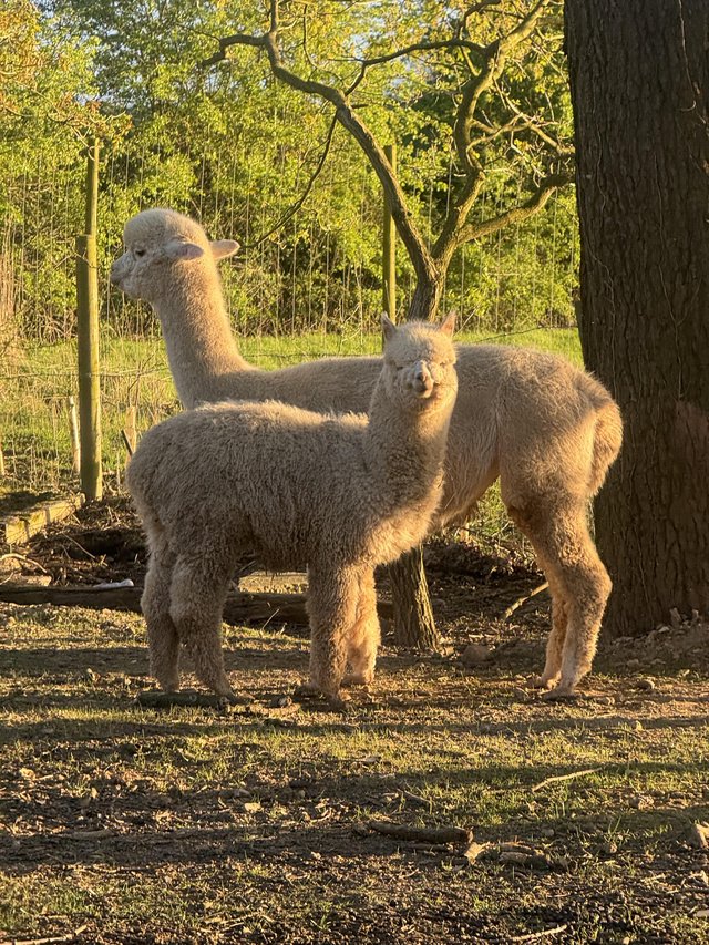 Preview of the first image of 9 months old intact cream boy alpaca.