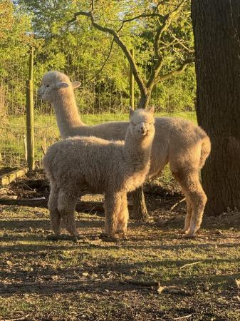Image 1 of 9 months old intact cream boy alpaca