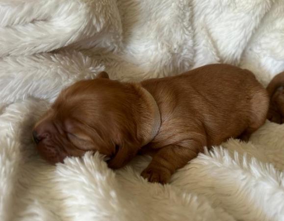 Image 6 of Cavalier King Charles Spaniel - KC registered, micro chipped